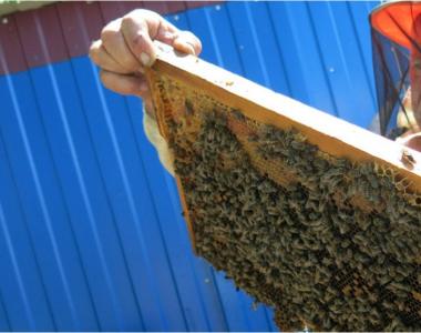 Пчеловодство как бизнес – бизнес-план по разведению пчел
